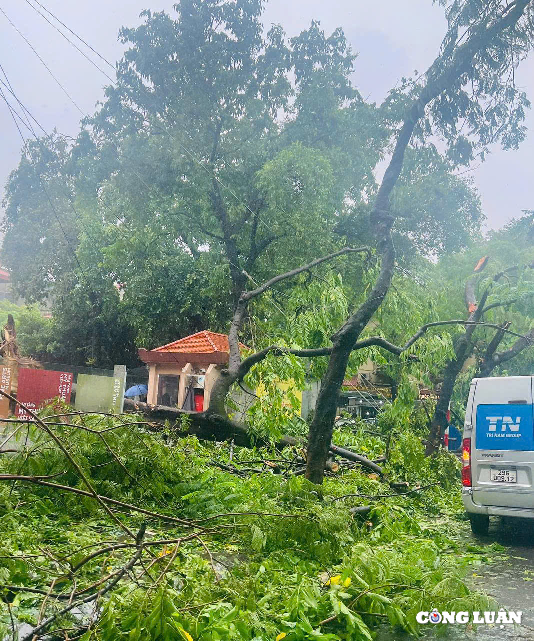 ha noi cay xanh gay do ngon ngang tren nhieu tuyen duong sau bao yagi hinh 5