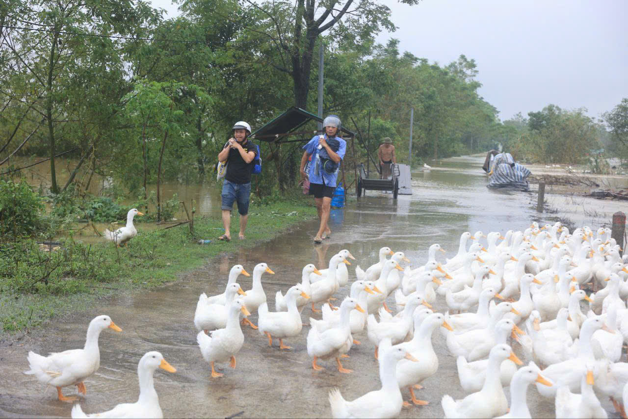 ha noi nuoc lu bua vay nha cua vung ron lu huyen chuong my hinh 2