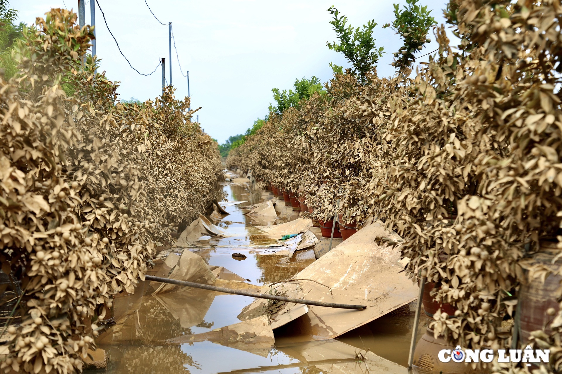 nguoi dan trong quat tu lien tat bat khoi phuc lai nhung thiet hai sau bao lu hinh 4