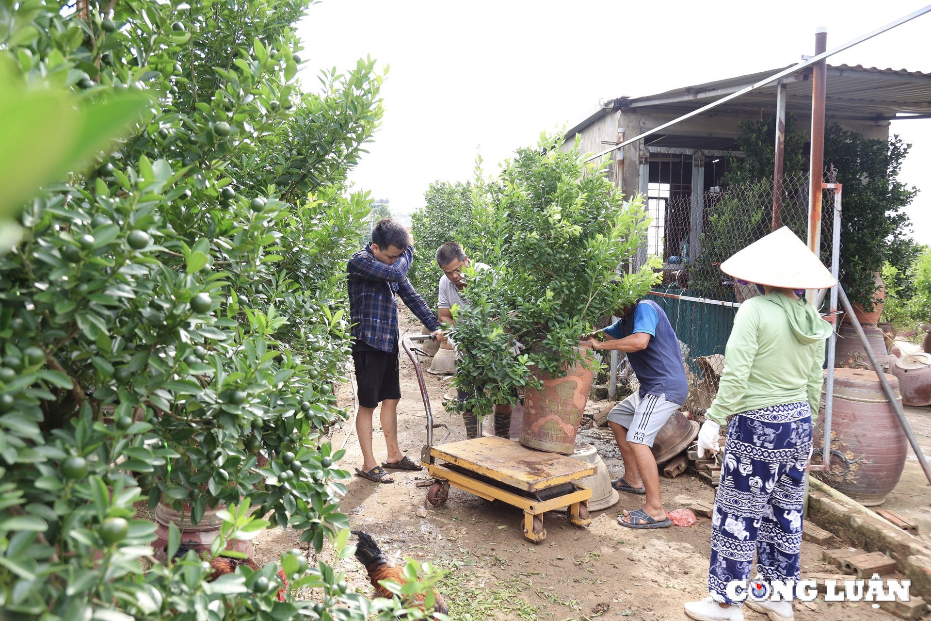 nguoi dan trong quat tu lien tat bat khoi phuc lai nhung thiet hai sau bao lu hinh 9