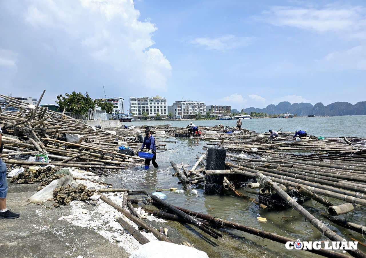 quang ninh dieu tra nghiem tri doi tuong thu gom phao nhua vat tu khong phai cua minh hinh 1