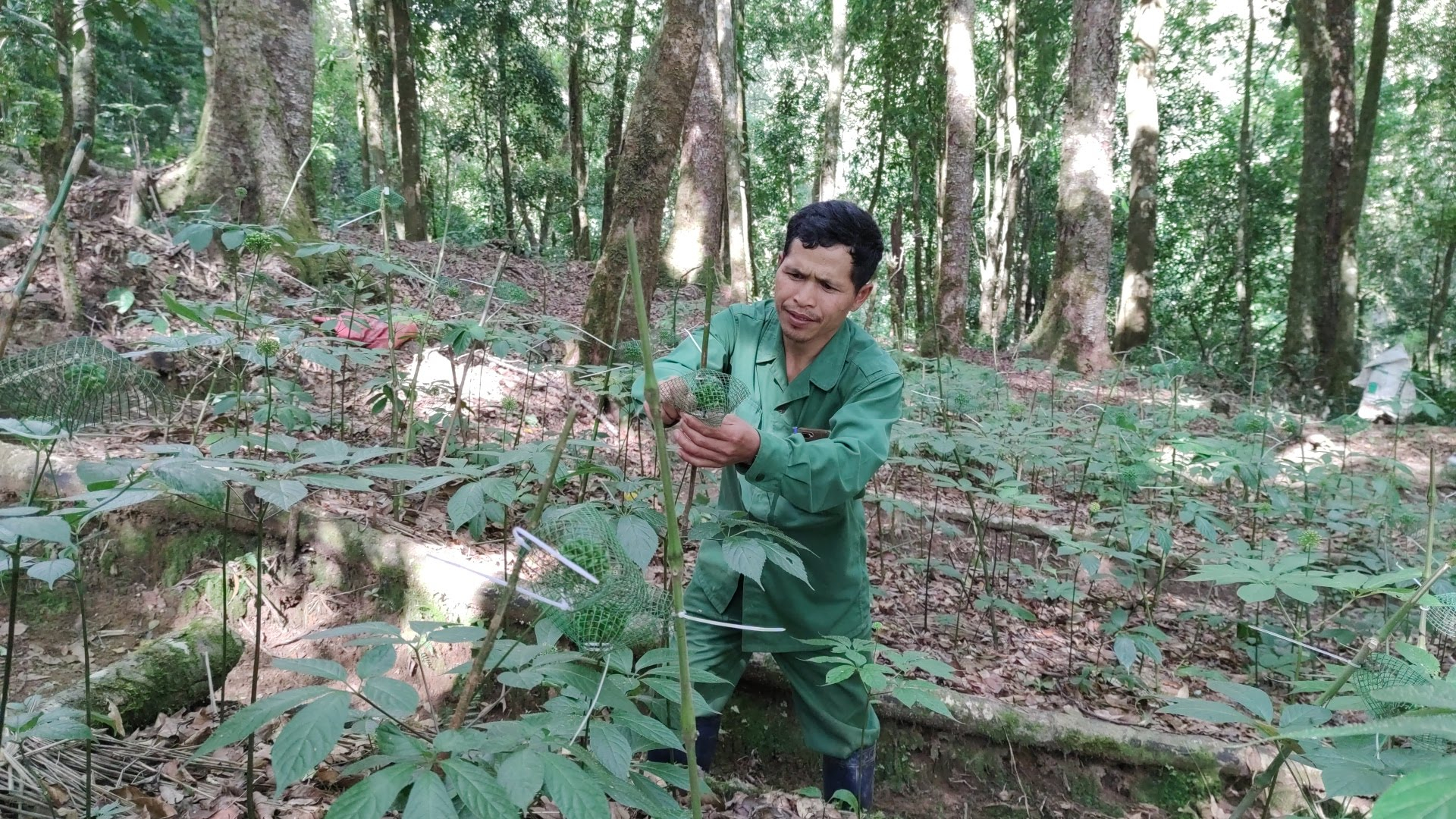 lien tiep xay ra tinh trang mat trom sam ngoc linh nguoi dan kon tum dung ngoi khong yen hinh 6