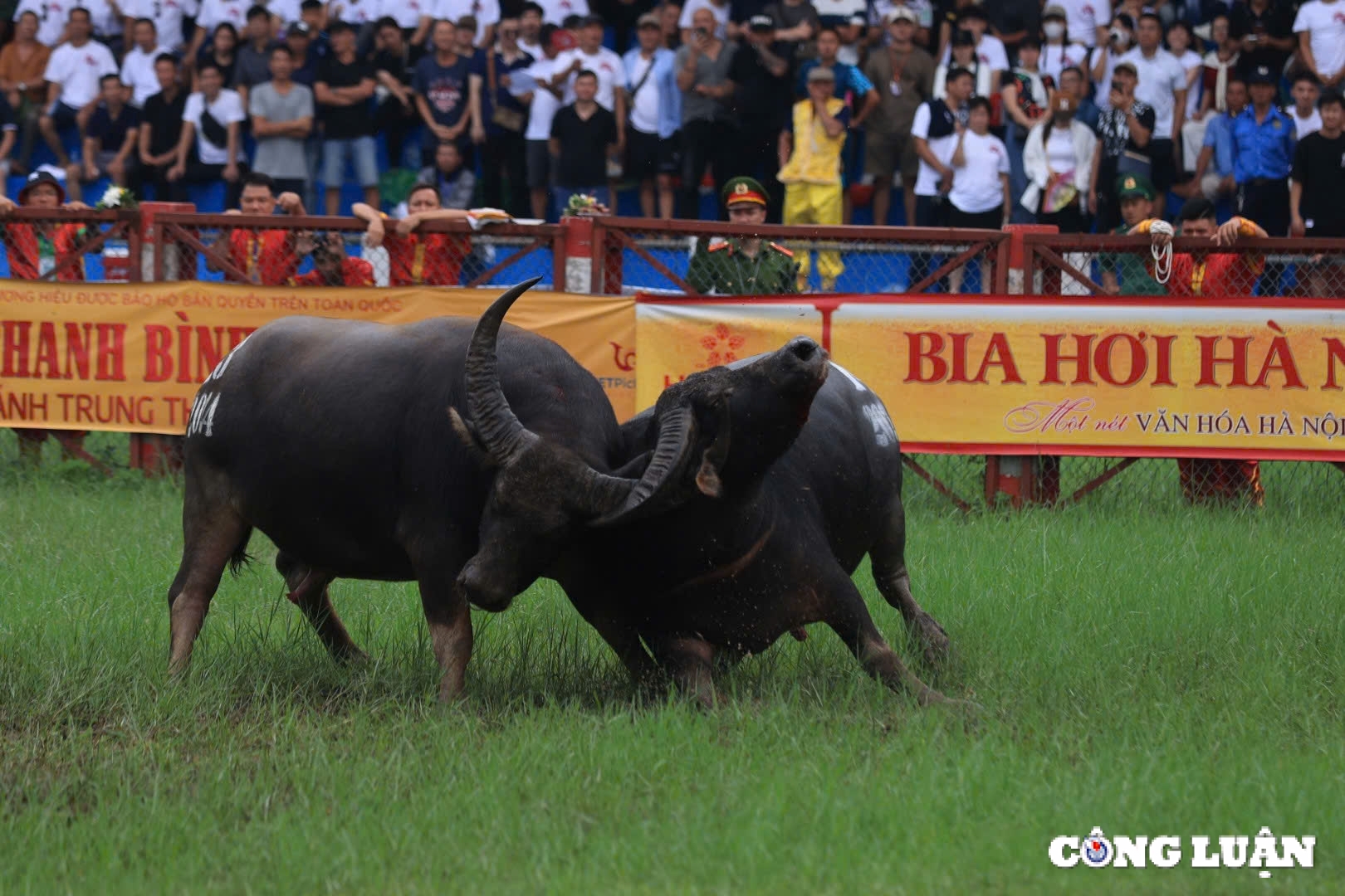 hap dan le hoi choi trau do son 2024 hinh 2