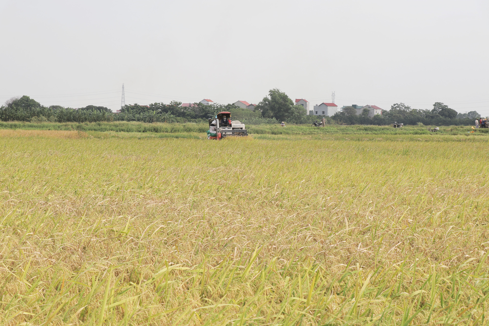 bac ninh tap trung thu hoach nhanh gon dien tich lua mua de giam thieu thiet hai hinh 1