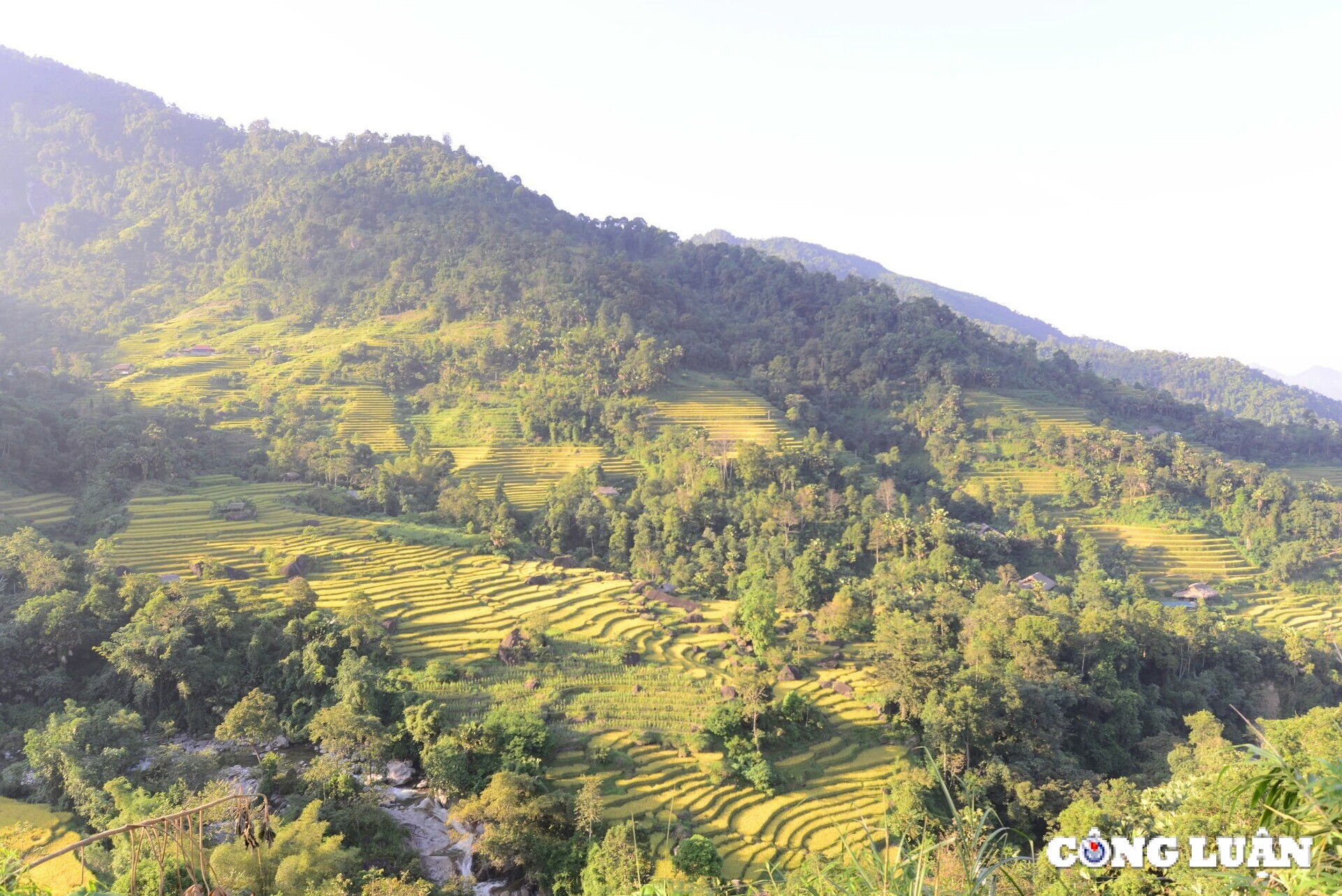 me dam thu vang tren nhung thua ruong bac thang o xa phin tinh ha giang hinh 3