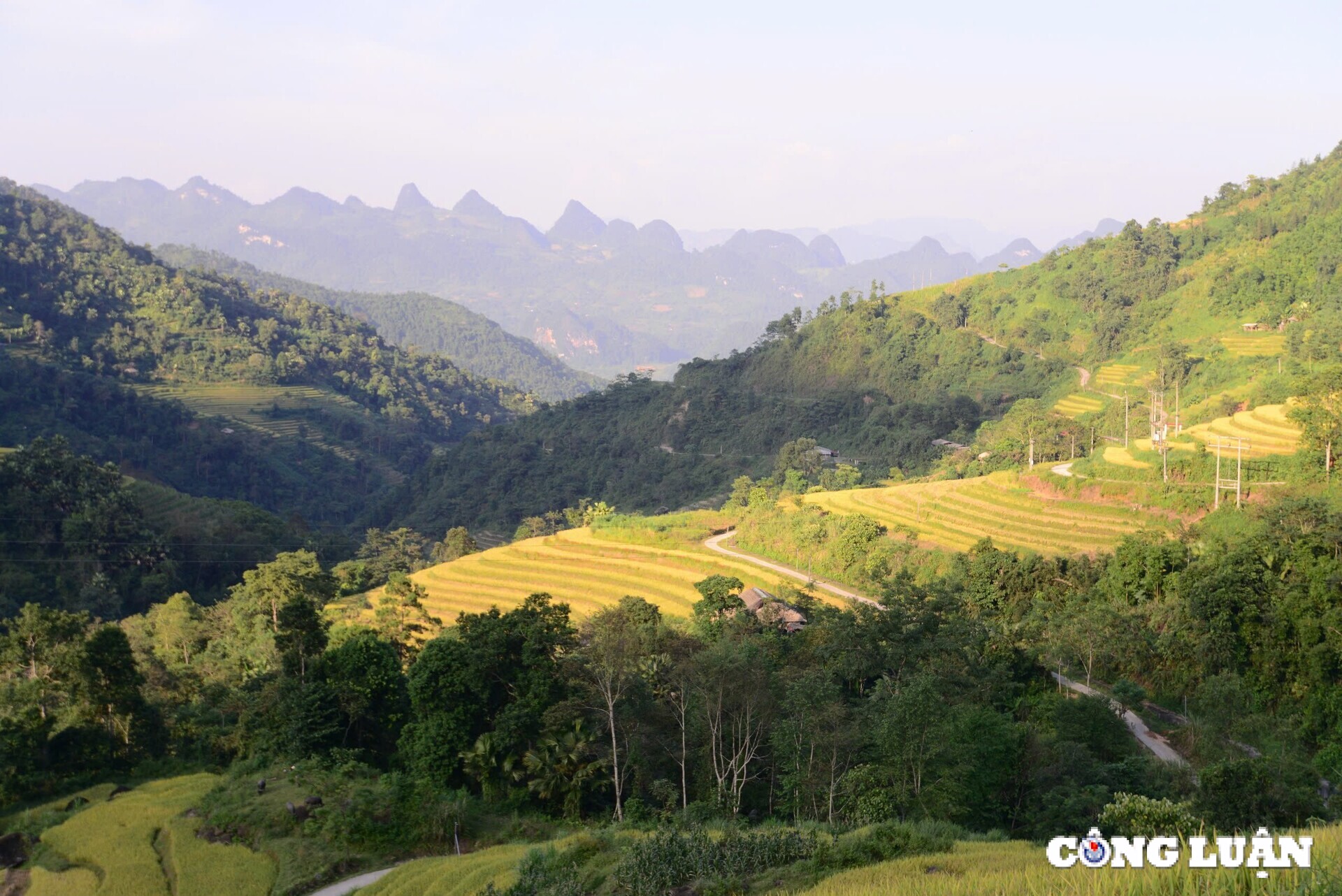 me dam thu vang tren nhung thua ruong bac thang o xa phin tinh ha giang hinh 10