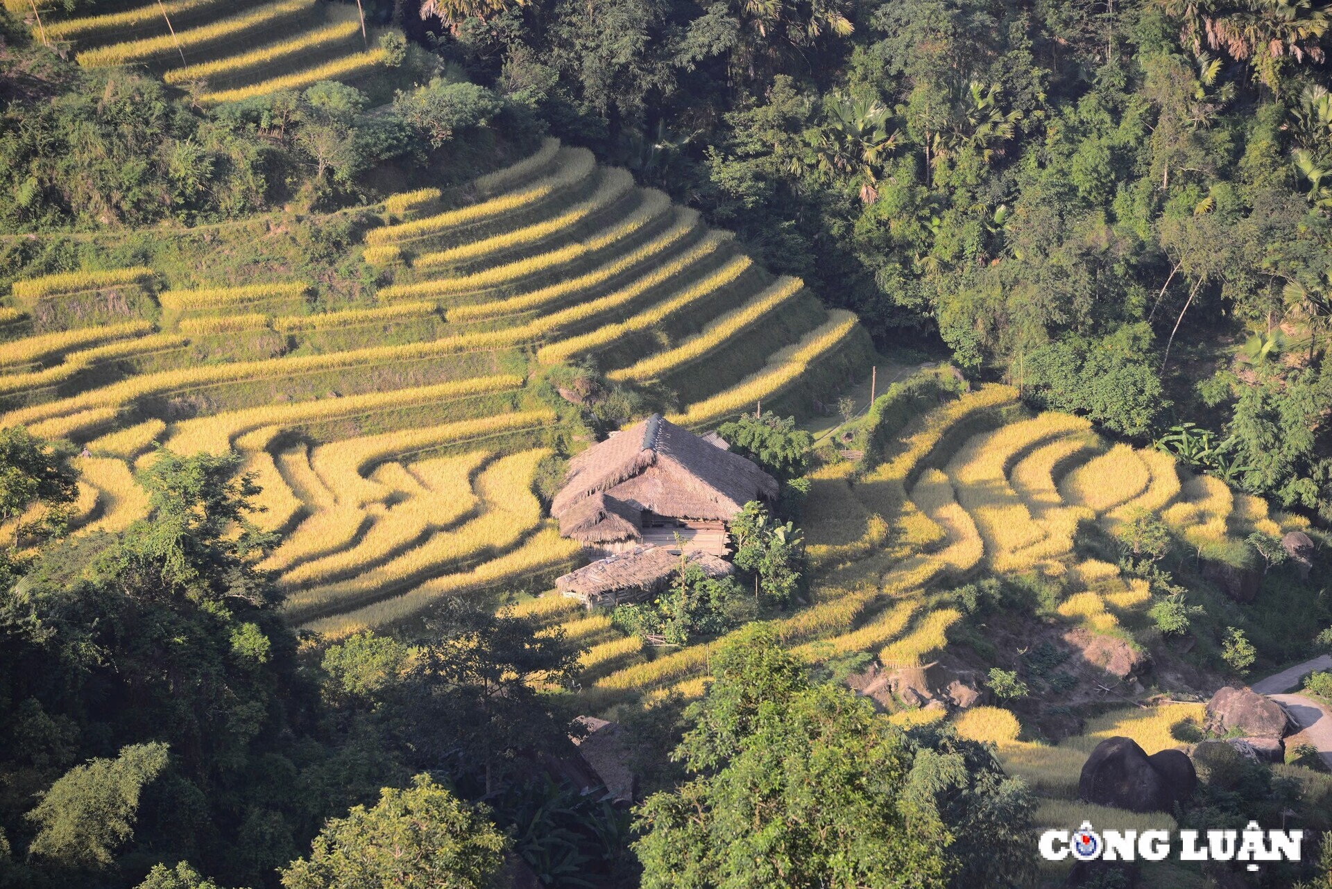 me dam thu vang tren nhung thua ruong bac thang o xa phin tinh ha giang hinh 2