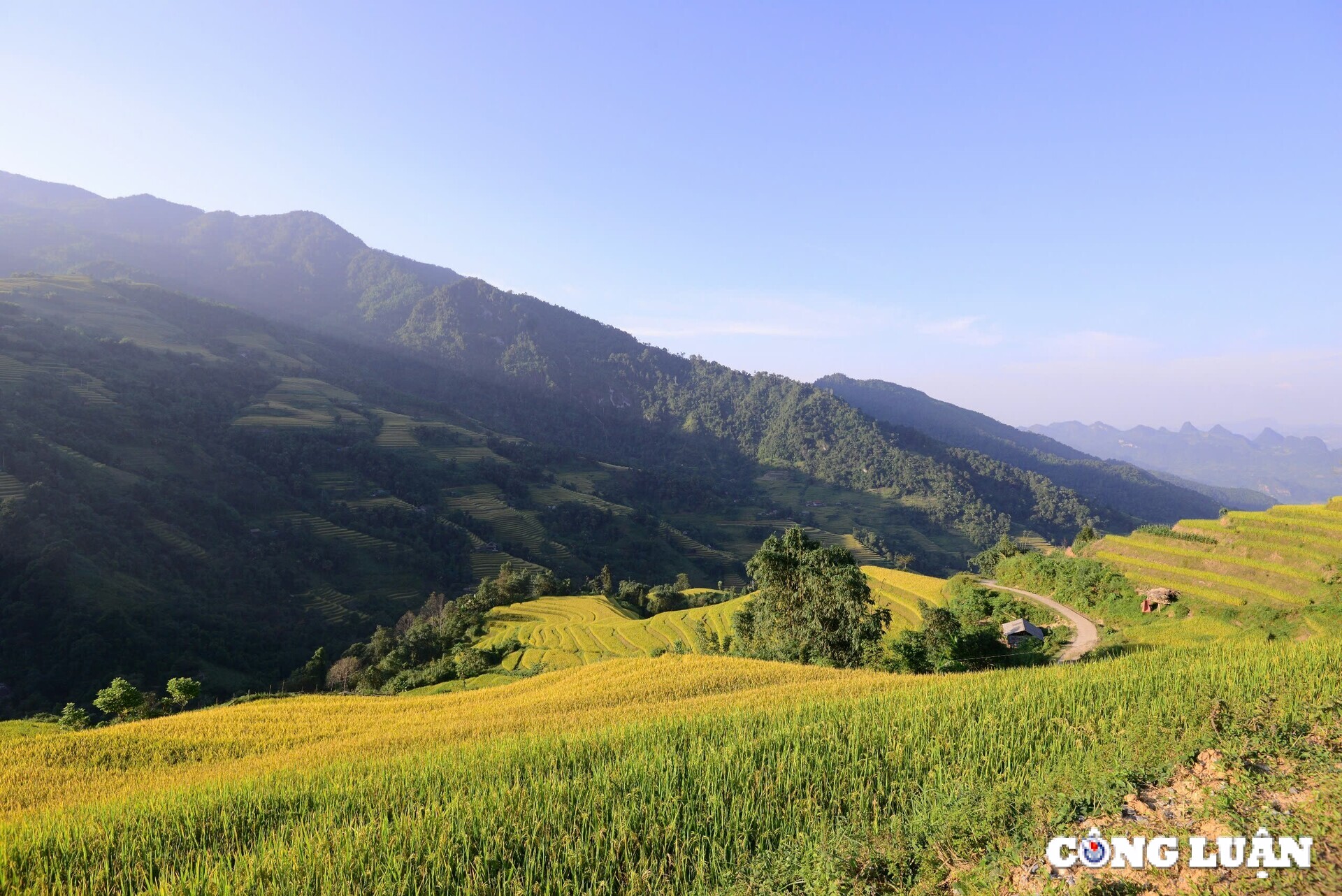 me dam thu vang tren nhung thua ruong bac thang o xa phin tinh ha giang hinh 9