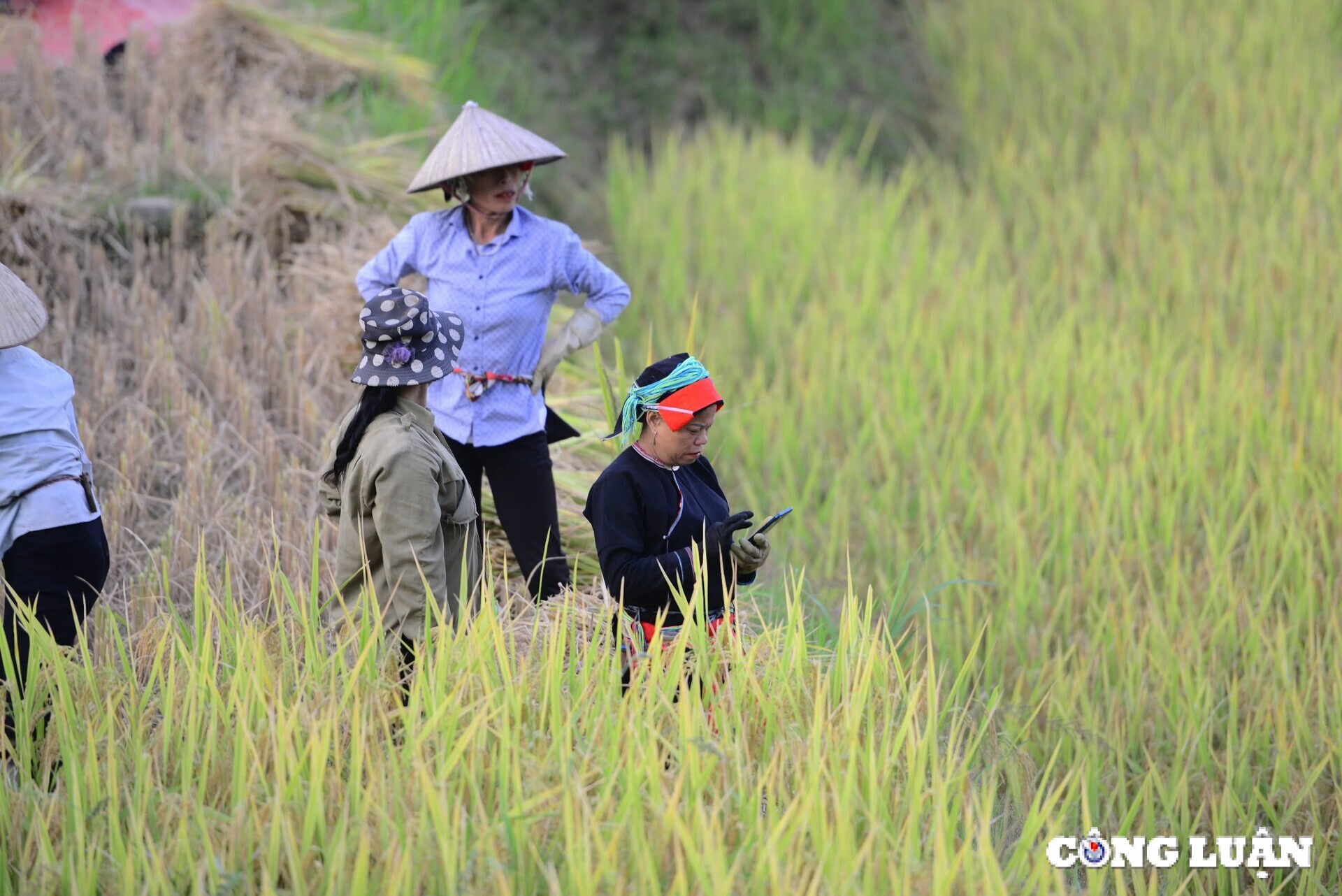 me dam thu vang tren nhung thua ruong bac thang o xa phin tinh ha giang hinh 5