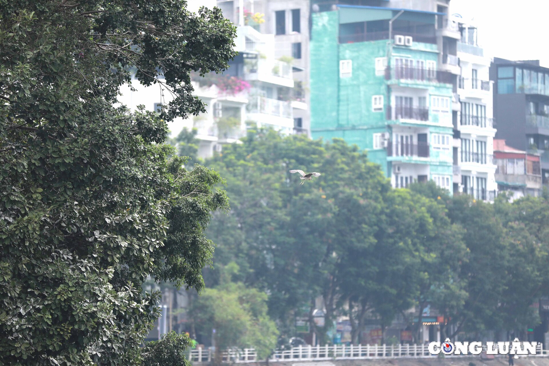 chim hoang da bay ve lam to tru ngu o nhieu dia diem trung tam ha noi hinh 12