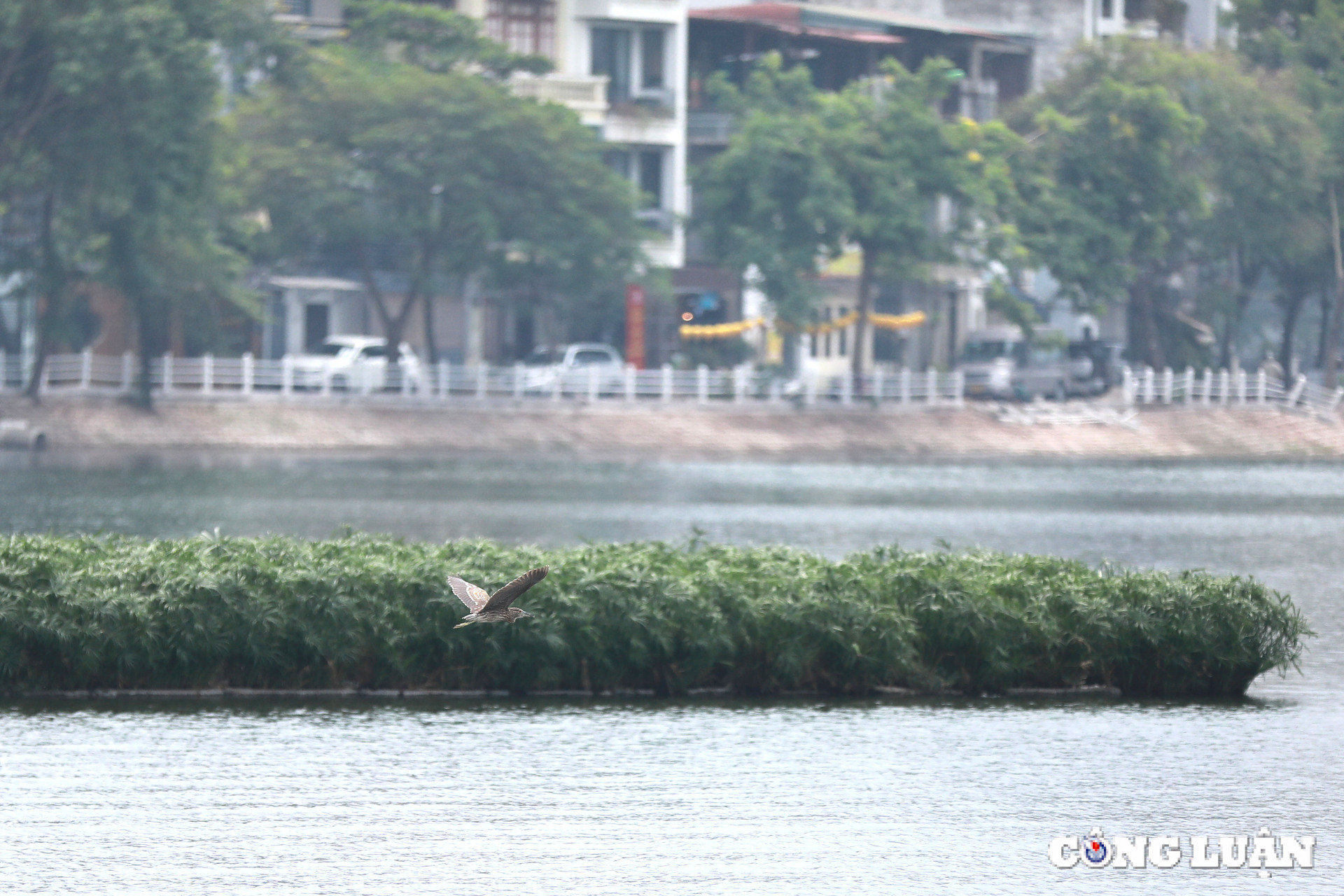 chim hoang da bay ve lam to tru ngu o nhieu dia diem trung tam ha noi hinh 13