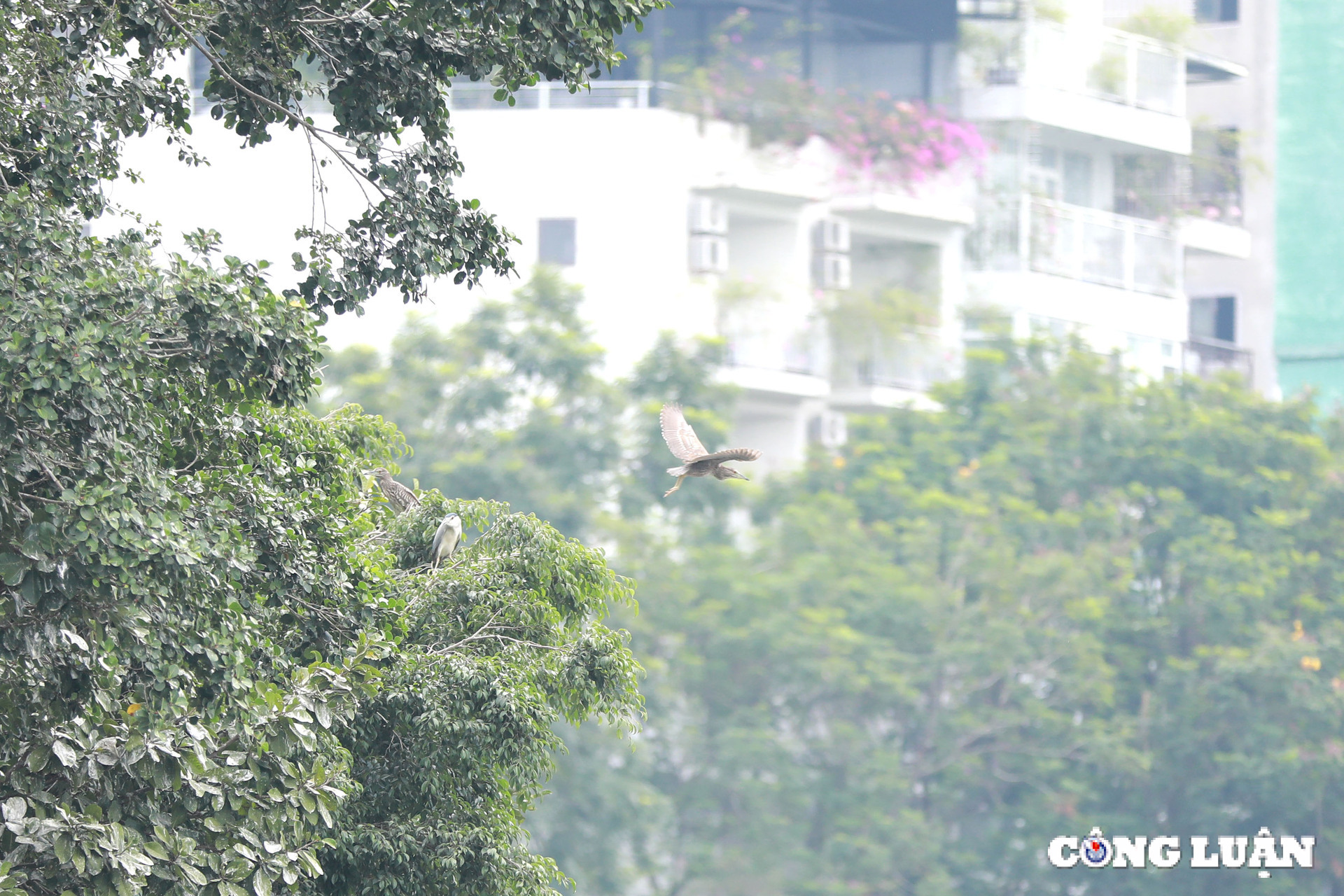 chim hoang da bay ve lam to tru ngu o nhieu dia diem trung tam ha noi hinh 5