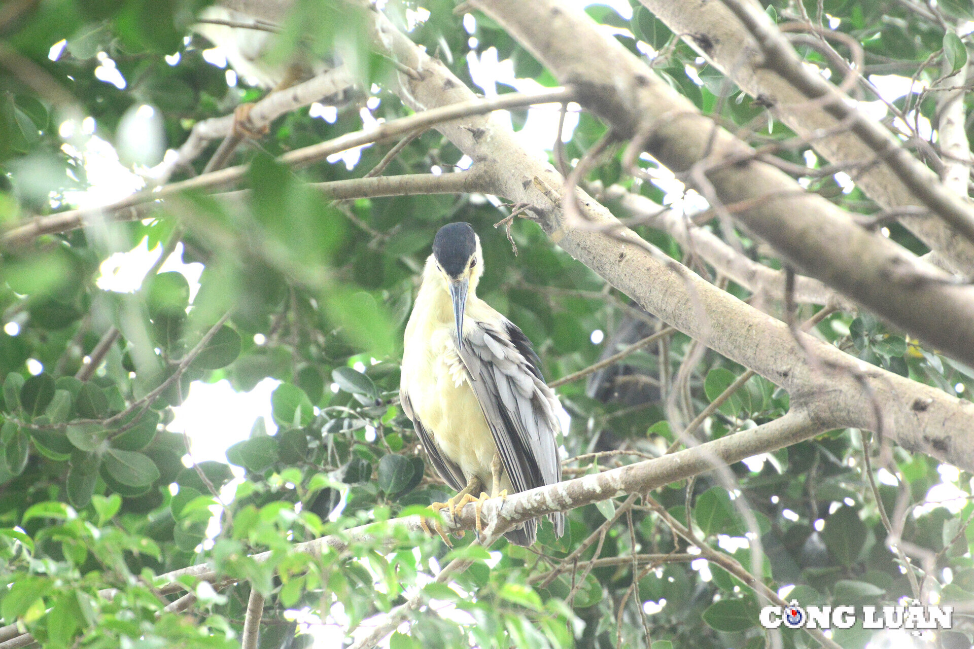 chim hoang da bay ve lam to tru ngu o nhieu dia diem trung tam ha noi hinh 11