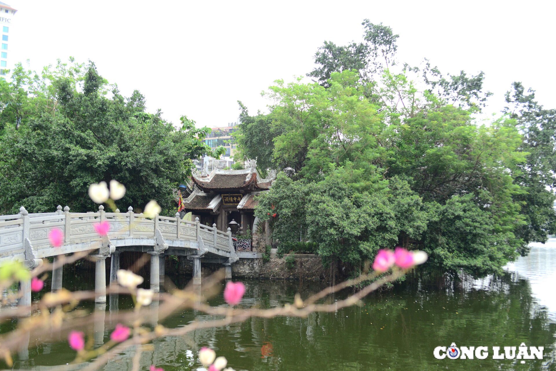 chim hoang da bay ve lam to tru ngu o nhieu dia diem trung tam ha noi hinh 1