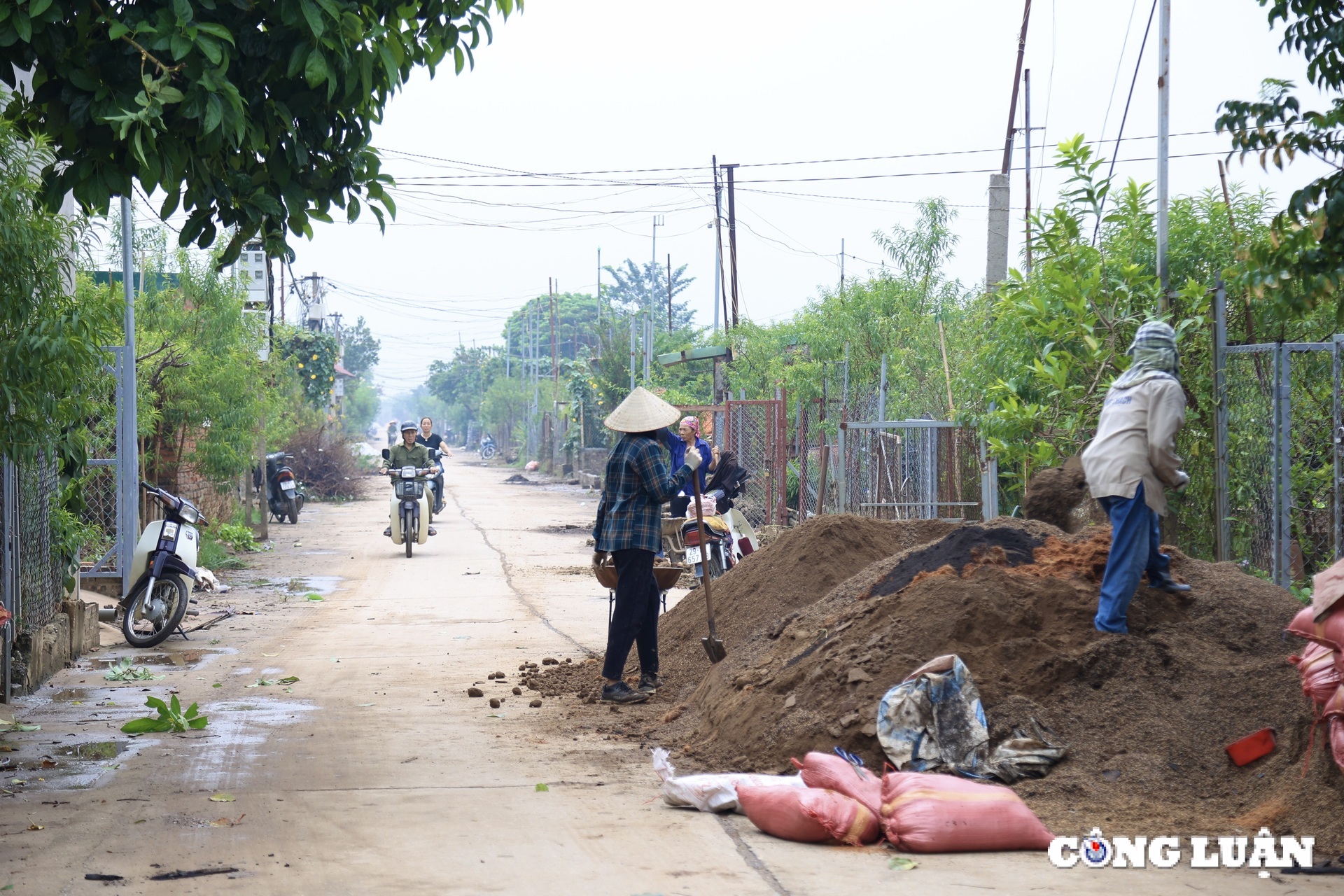 nguoi dan nhat tan no luc hoi sinh vuon dao tet sau anh huong cua bao so 3 hinh 4