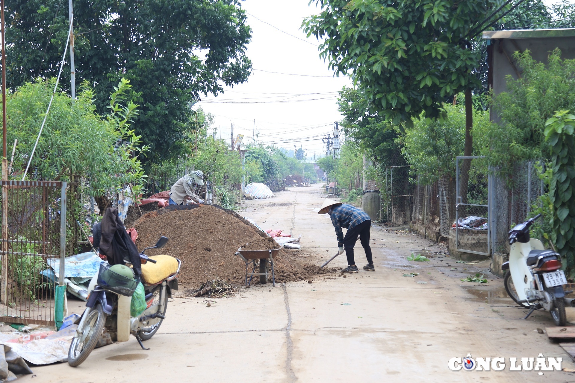 nguoi dan nhat tan no luc hoi sinh vuon dao tet sau anh huong cua bao so 3 hinh 8