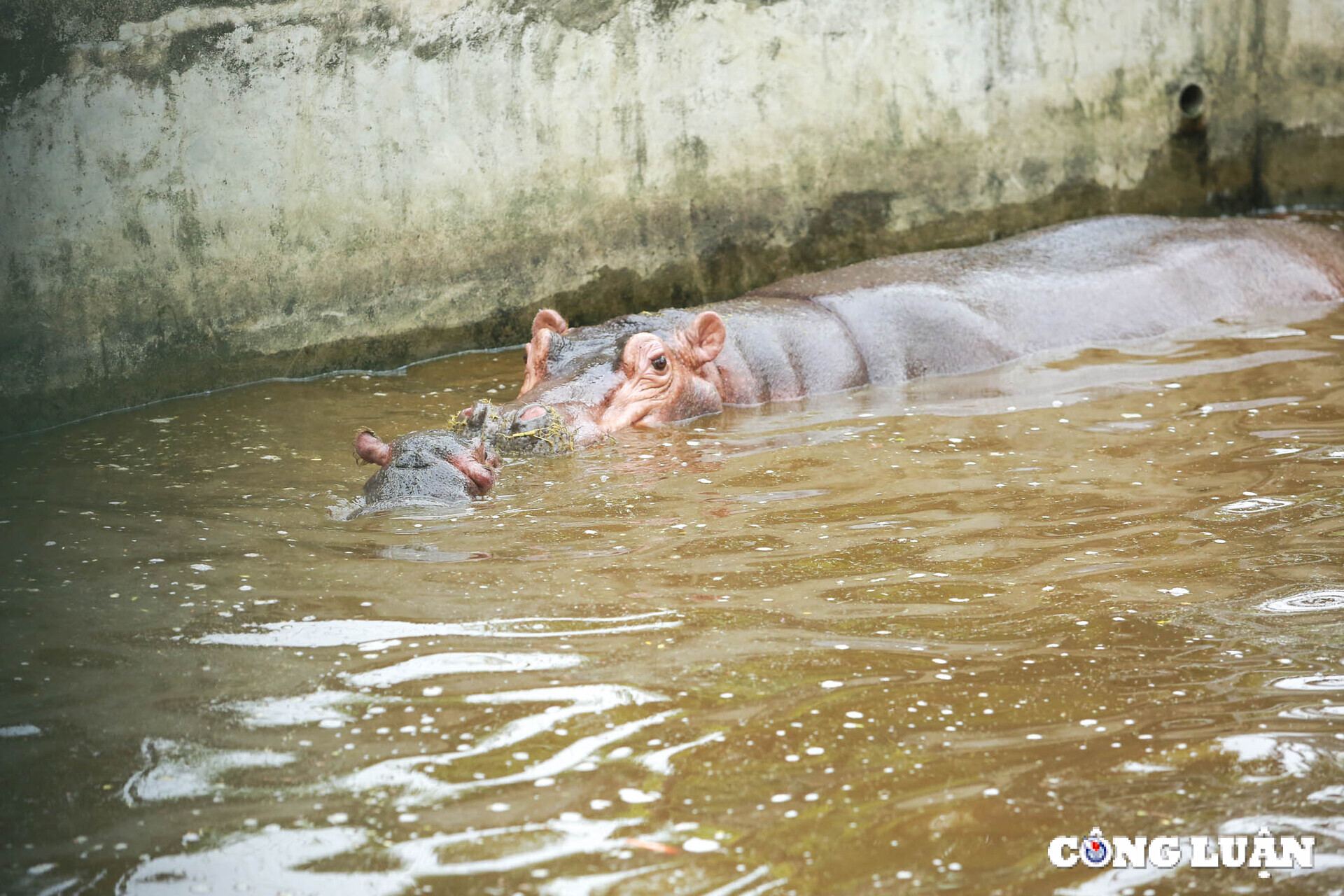 can canh con ha ma duoc sinh ra lan dau tien o ha noi hinh 11