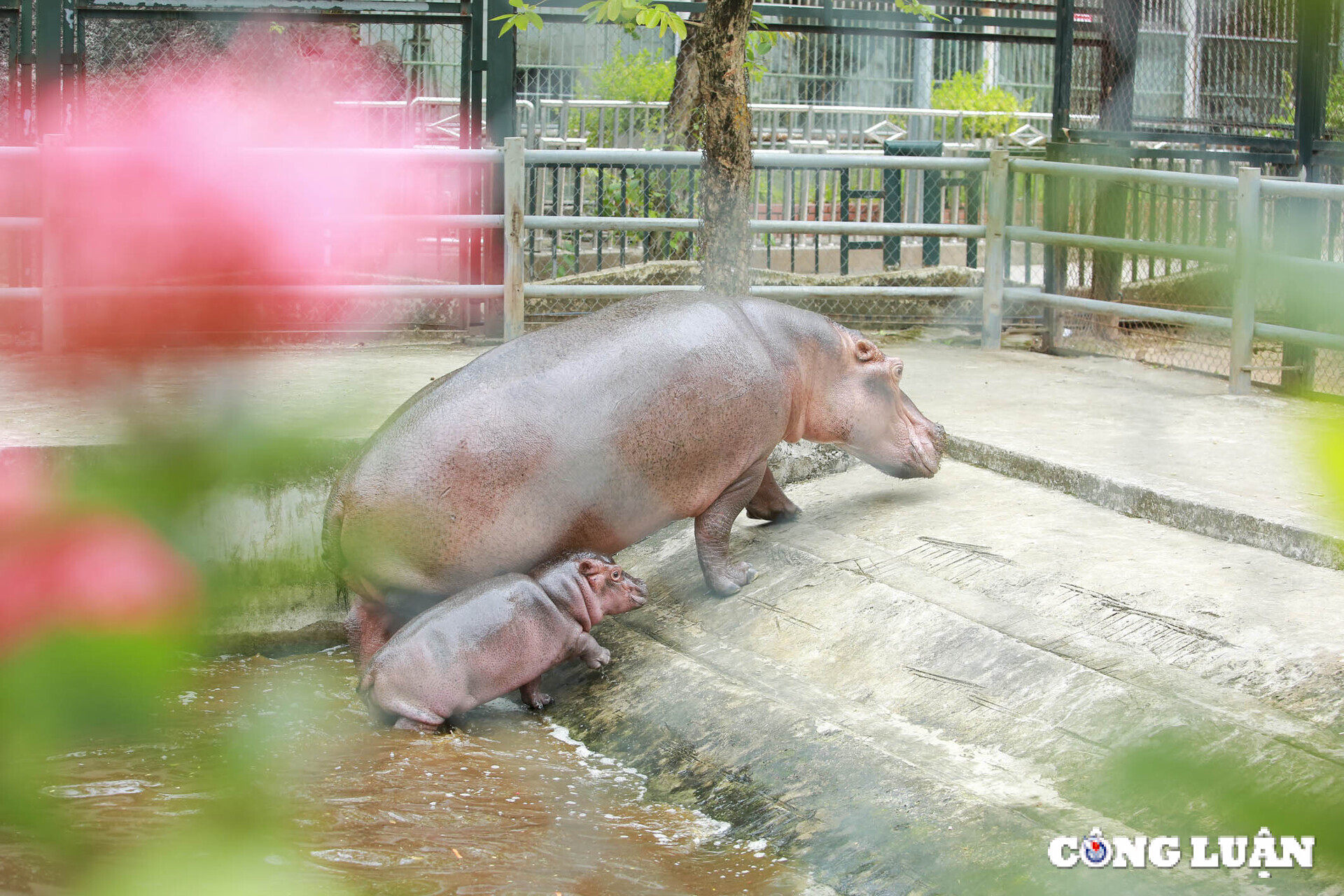 can canh con ha ma duoc sinh ra lan dau tien o ha noi hinh 2