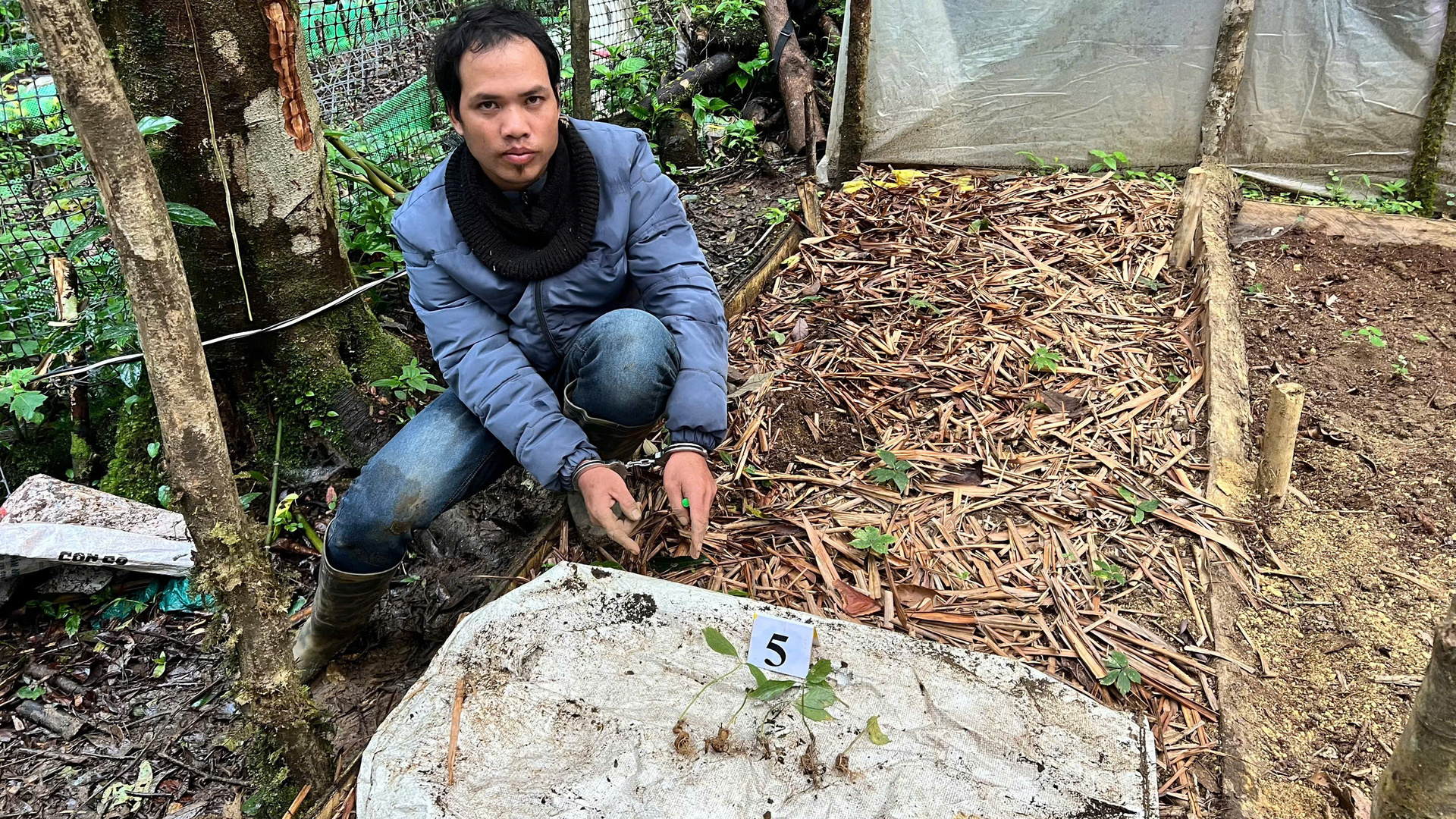 kon tum khoi to thanh nien nho trom 350 cay sam ngoc linh roi dem ve vuon nha trong hinh 1