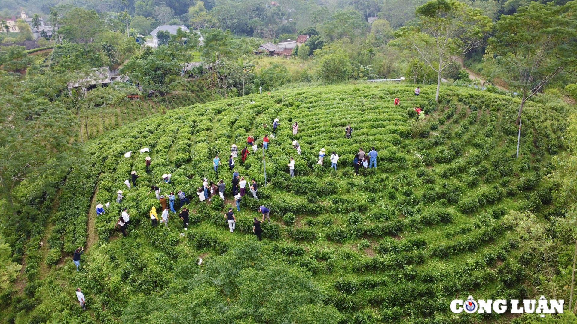 me man truoc nhung doi che xanh muot o thu phu tra thai nguyen hinh 2