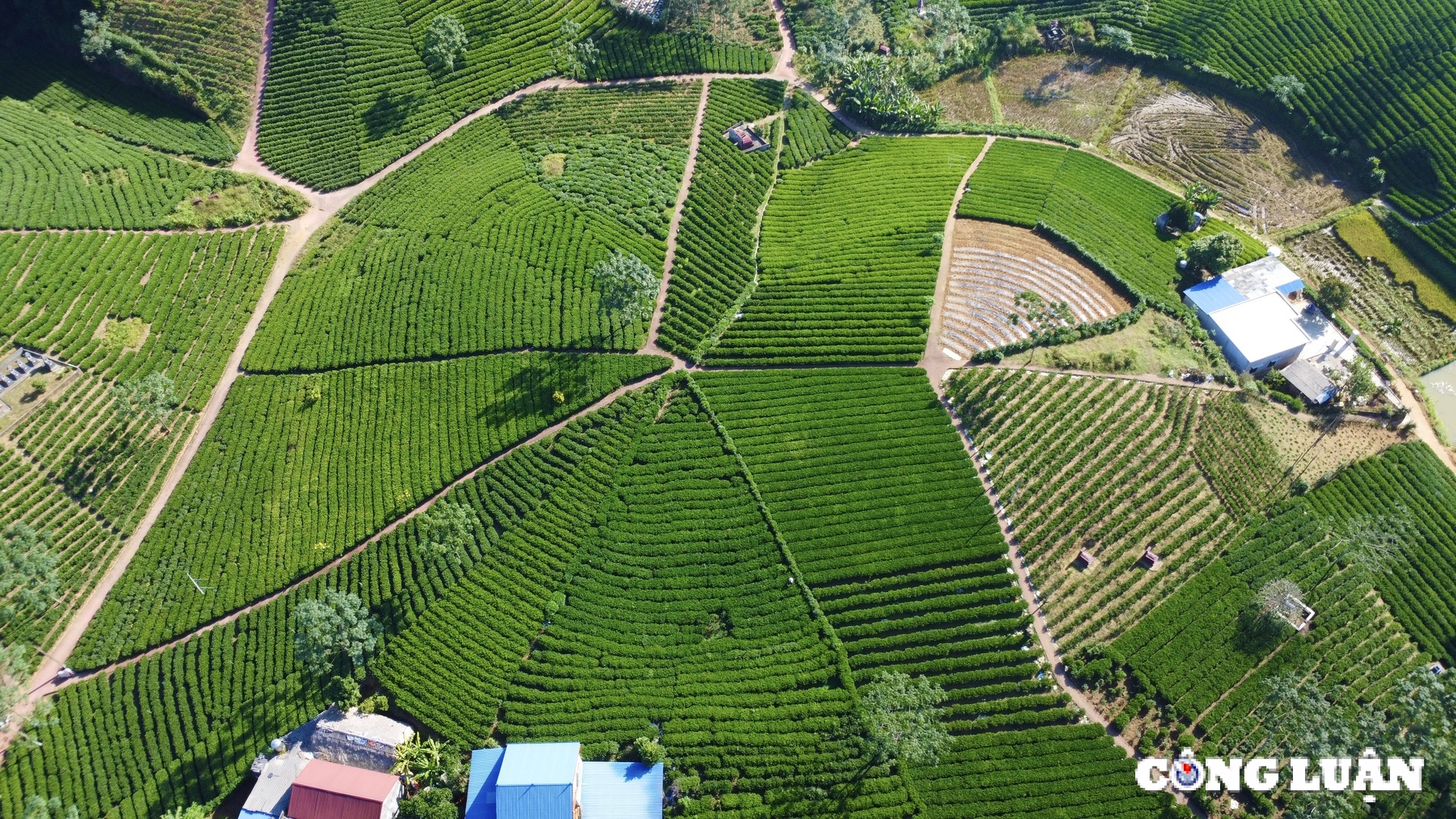 me man truoc nhung doi che xanh muot o thu phu tra thai nguyen hinh 5