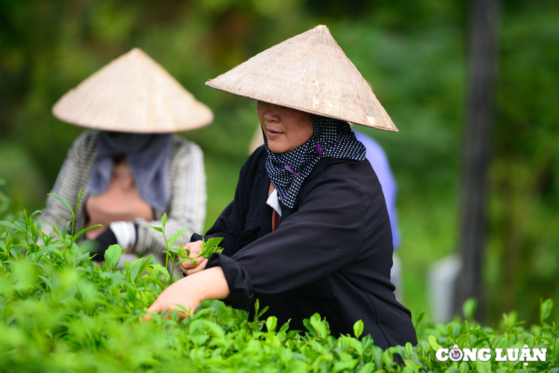 me man truoc nhung doi che xanh muot o thu phu tra thai nguyen hinh 9