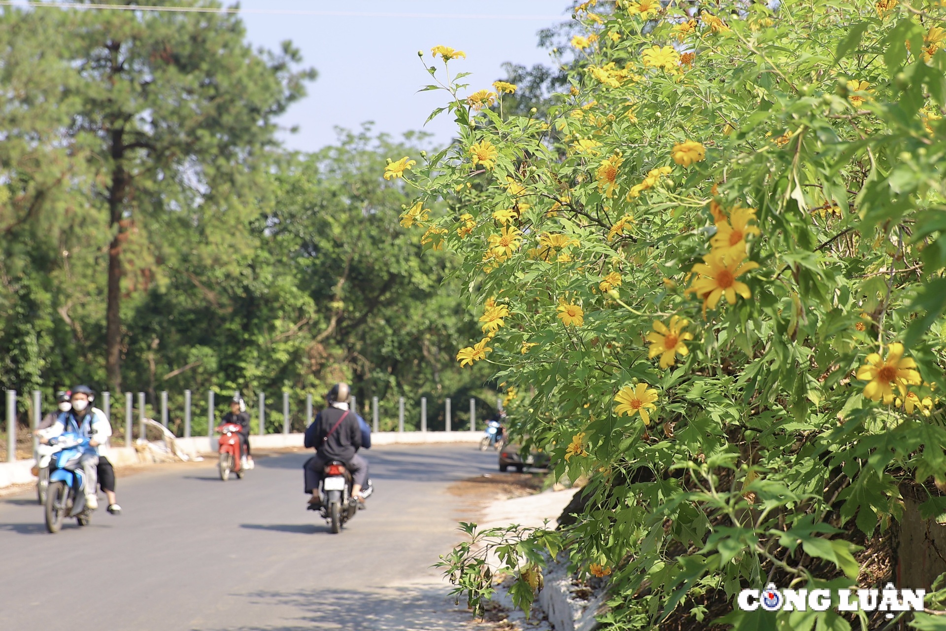 gioi tre do xo di check in hoa da quy o ngoai thanh ha noi hinh 5