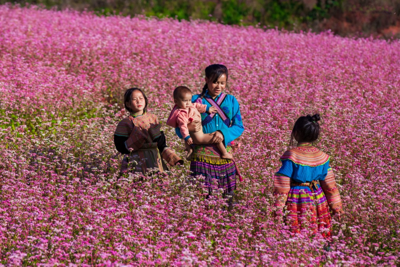 khai mac le hoi hoa tam giac mach tren cao nguyen da dong van hinh 1