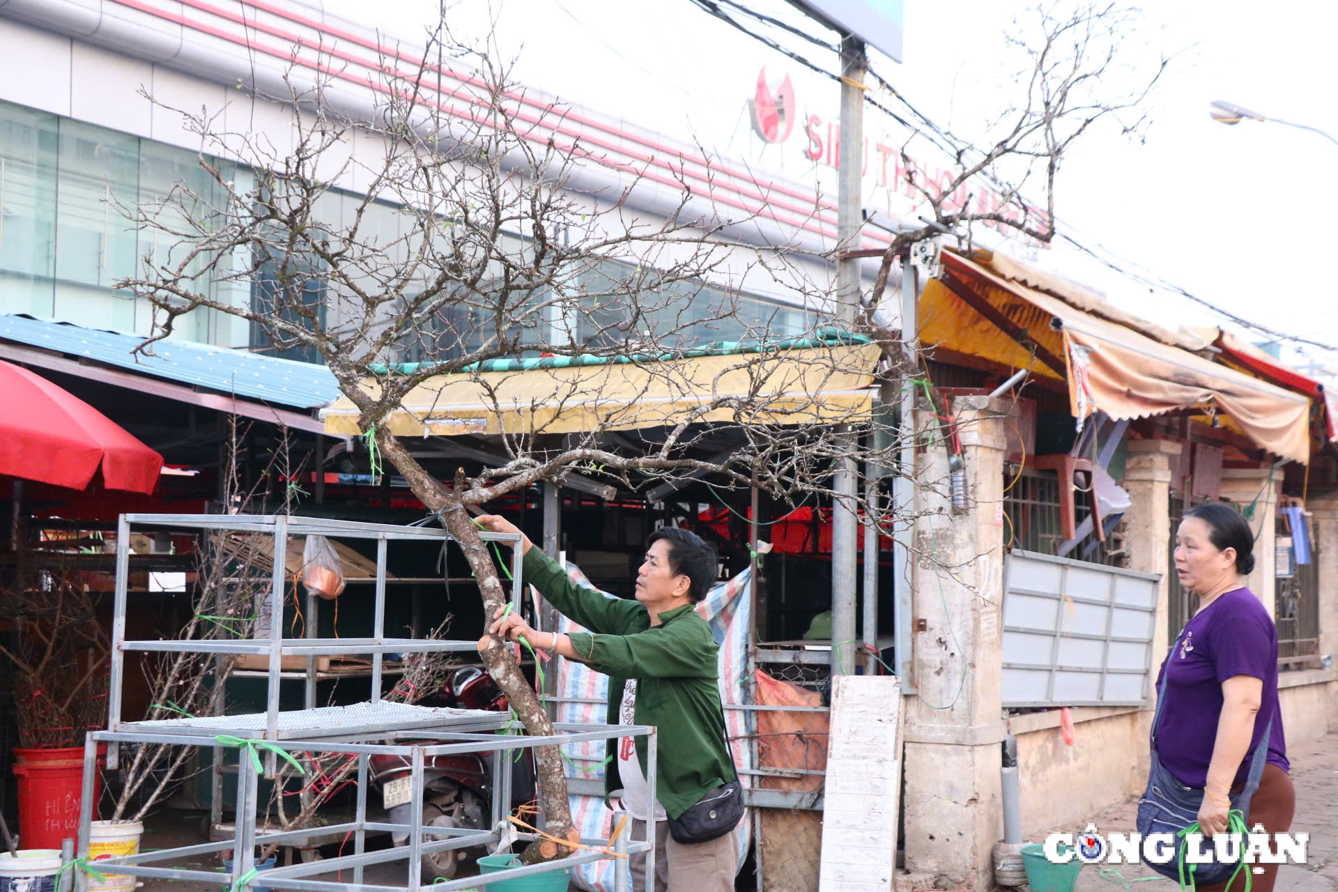 hoa man hoa le xuong duong pho ha noi hinh 1