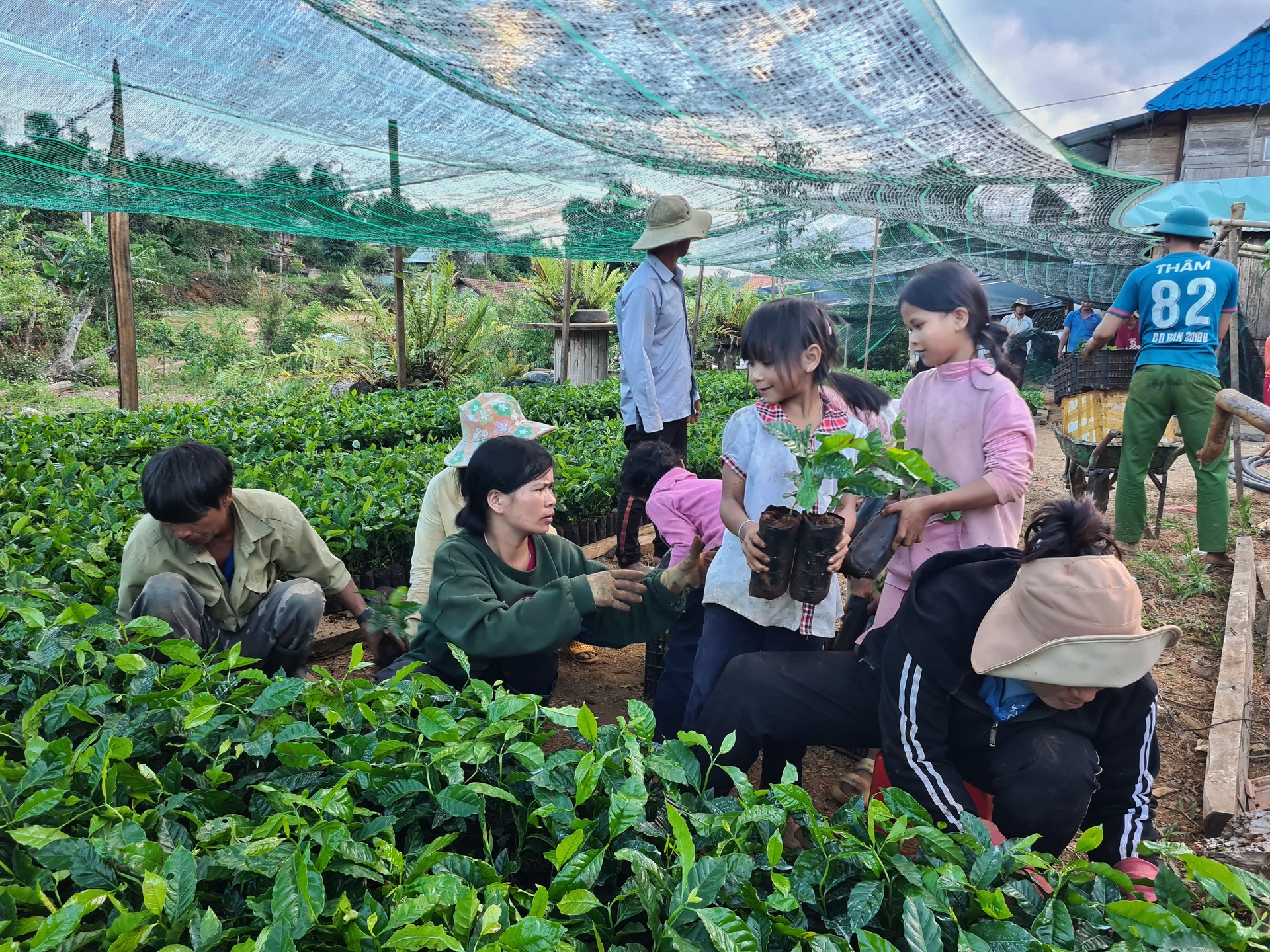 kon tum phat trien nang tam cay ca phe xu lanh theo huong hien dai ben vung hinh 4