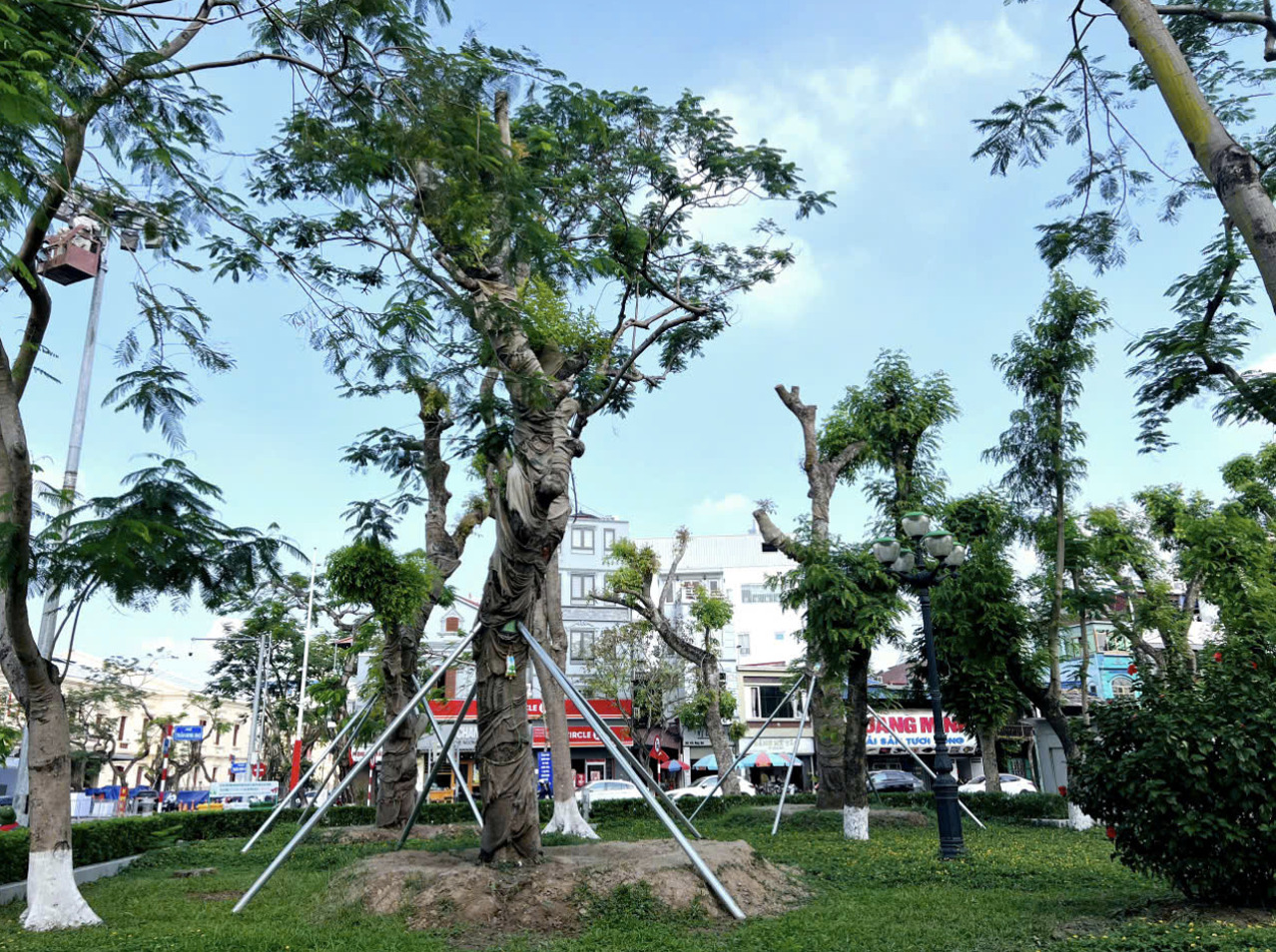 nhanh chong khoi phuc mang xanh dai trung tam thanh pho hai phong hinh 3