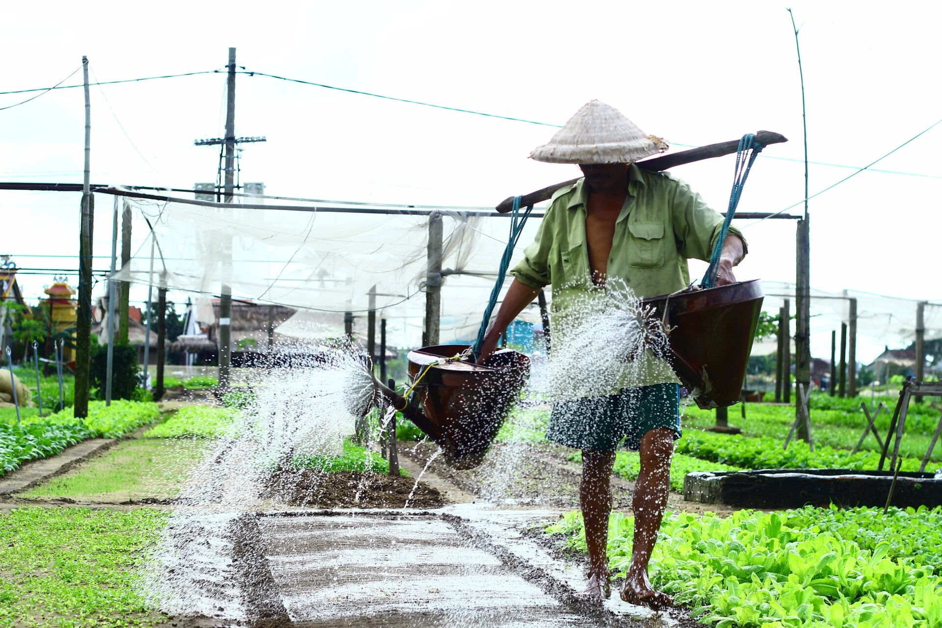 quang nam lang rau tra que duoc cong nhan la lang du lich tot nhat nam 2024 hinh 2