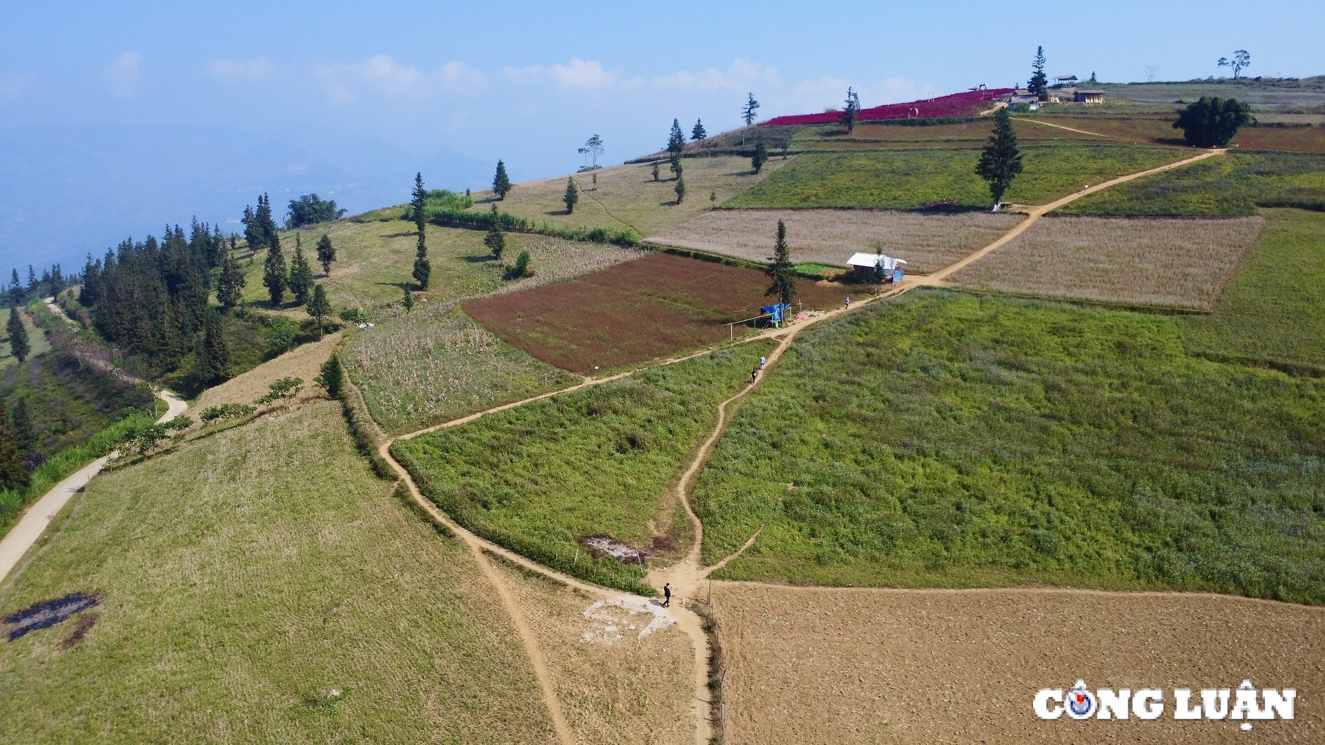 chiem nguong ve dep cua hoa tam giac mach o suoi thau tinh ha giang hinh 1