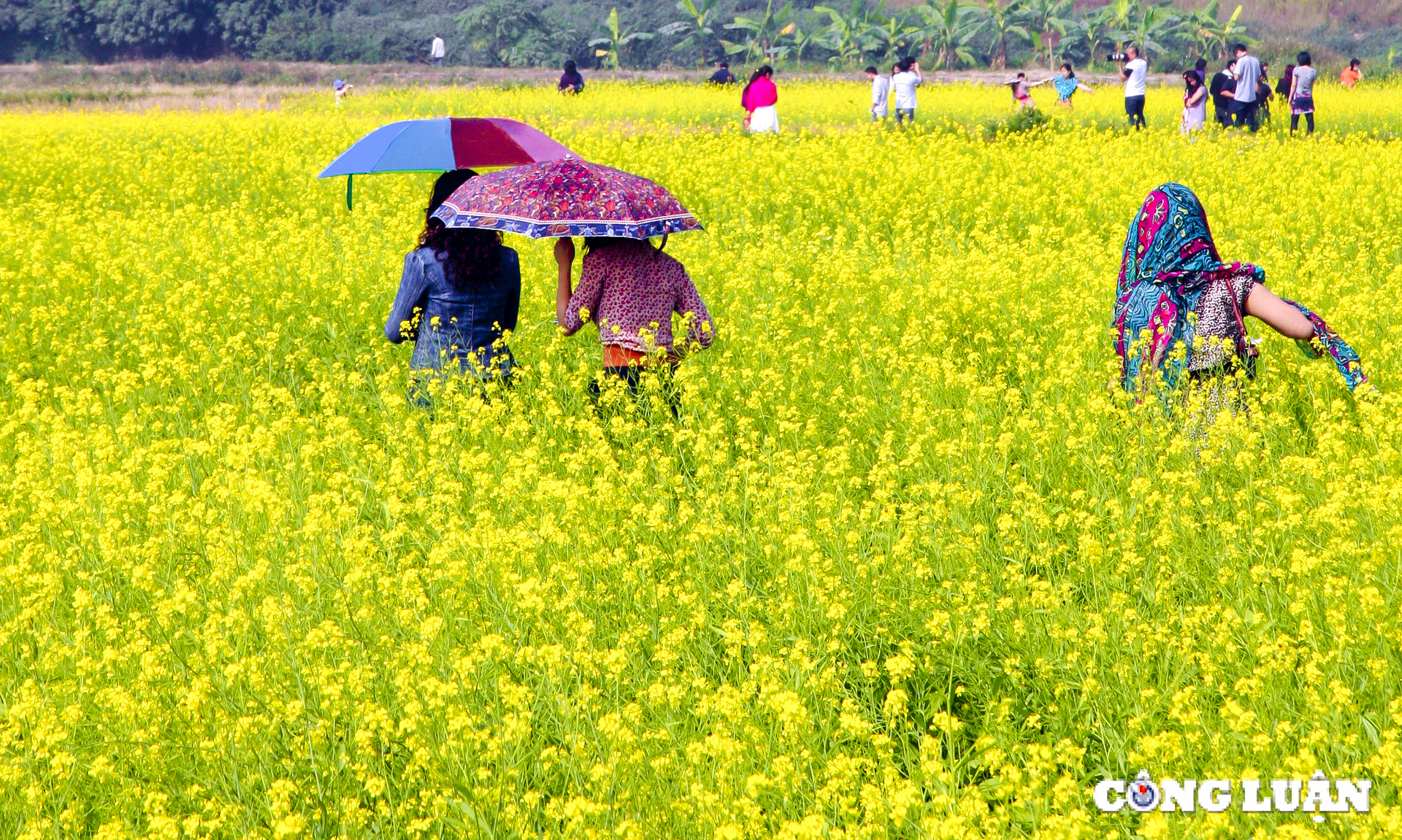 canh dong hoa cai vang khoe sac ruc ro o ngoai thanh thu do ha noi hinh 9