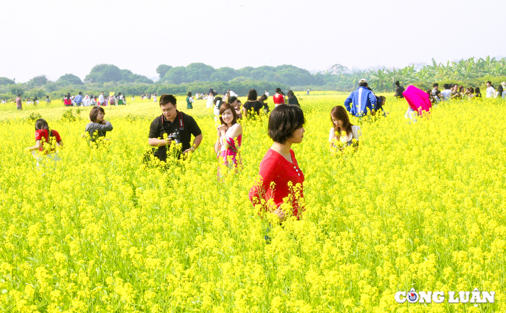 canh dong hoa cai vang khoe sac ruc ro o ngoai thanh thu do ha noi hinh 4