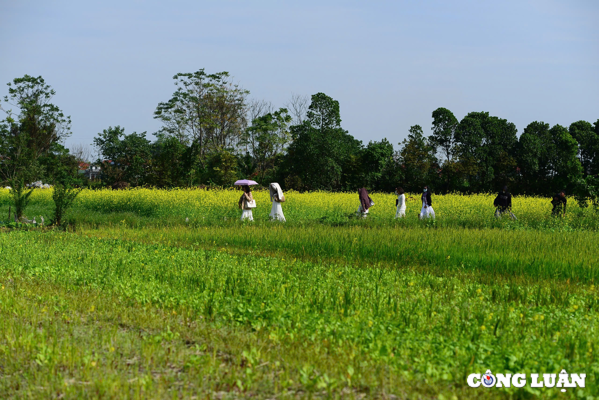 canh dong hoa cai vang khoe sac ruc ro o ngoai thanh thu do ha noi hinh 3