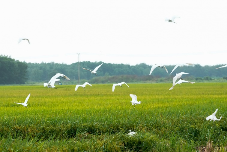 mua vang ve tren canh dong 5 khong tai vinamilk green farm hinh 2