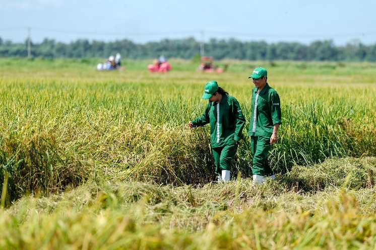 mua vang ve tren canh dong 5 khong tai vinamilk green farm hinh 3