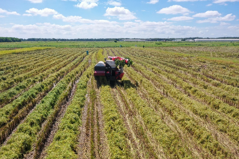 mua vang ve tren canh dong 5 khong tai vinamilk green farm hinh 4