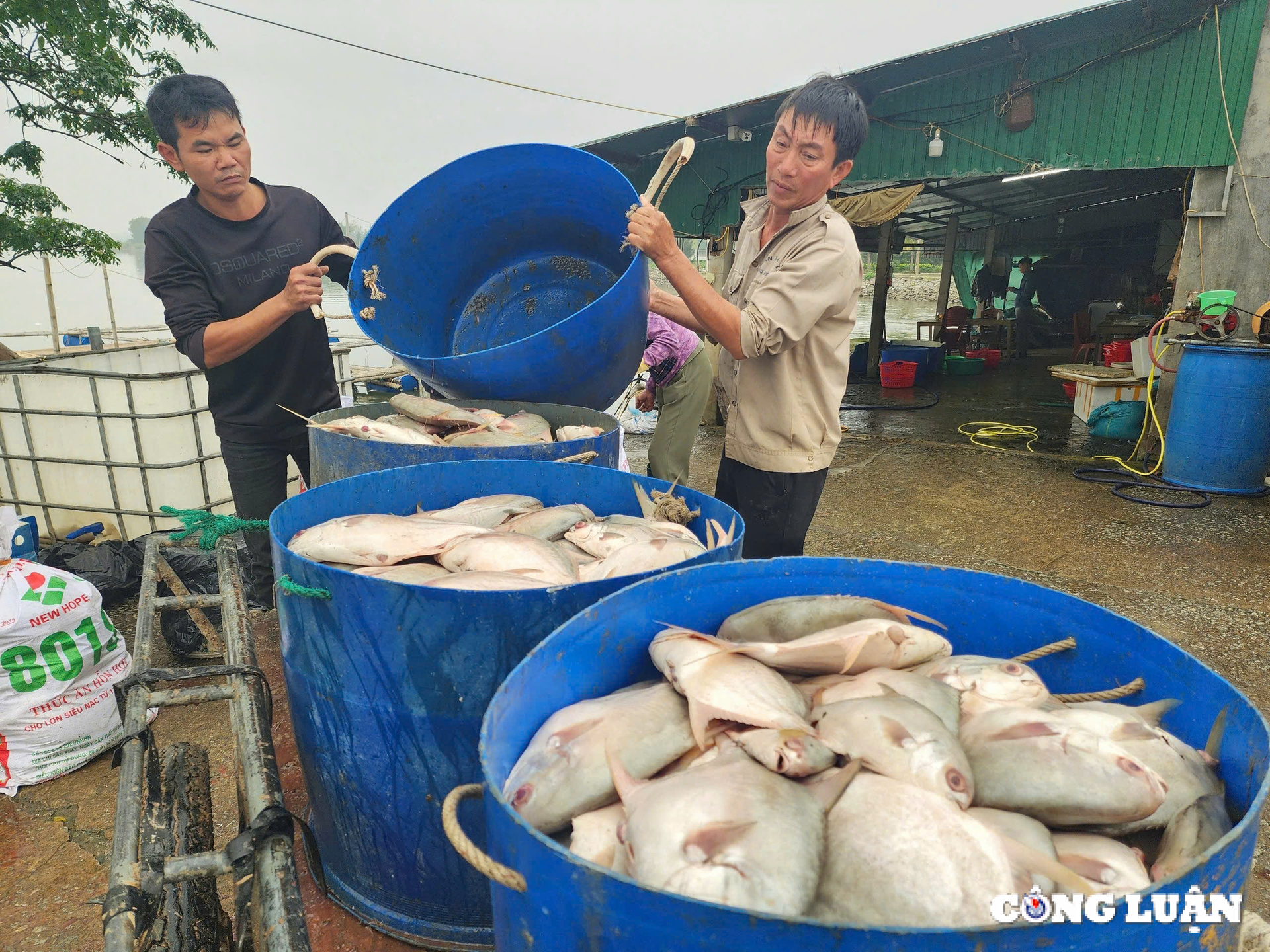 hang tan ca chim chet noi trang ho o ha tinh hinh 1