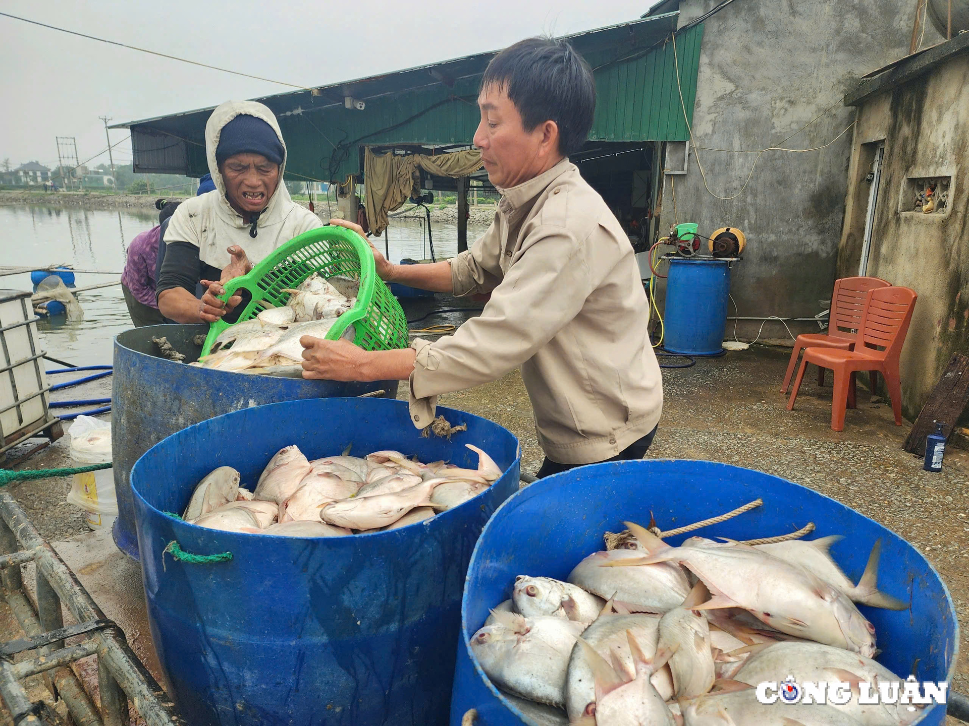 hang tan ca chim chet noi trang ho o ha tinh hinh 11