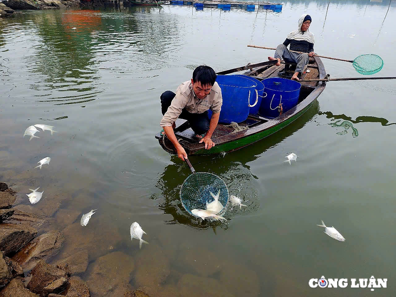 hang tan ca chim chet noi trang ho o ha tinh hinh 6