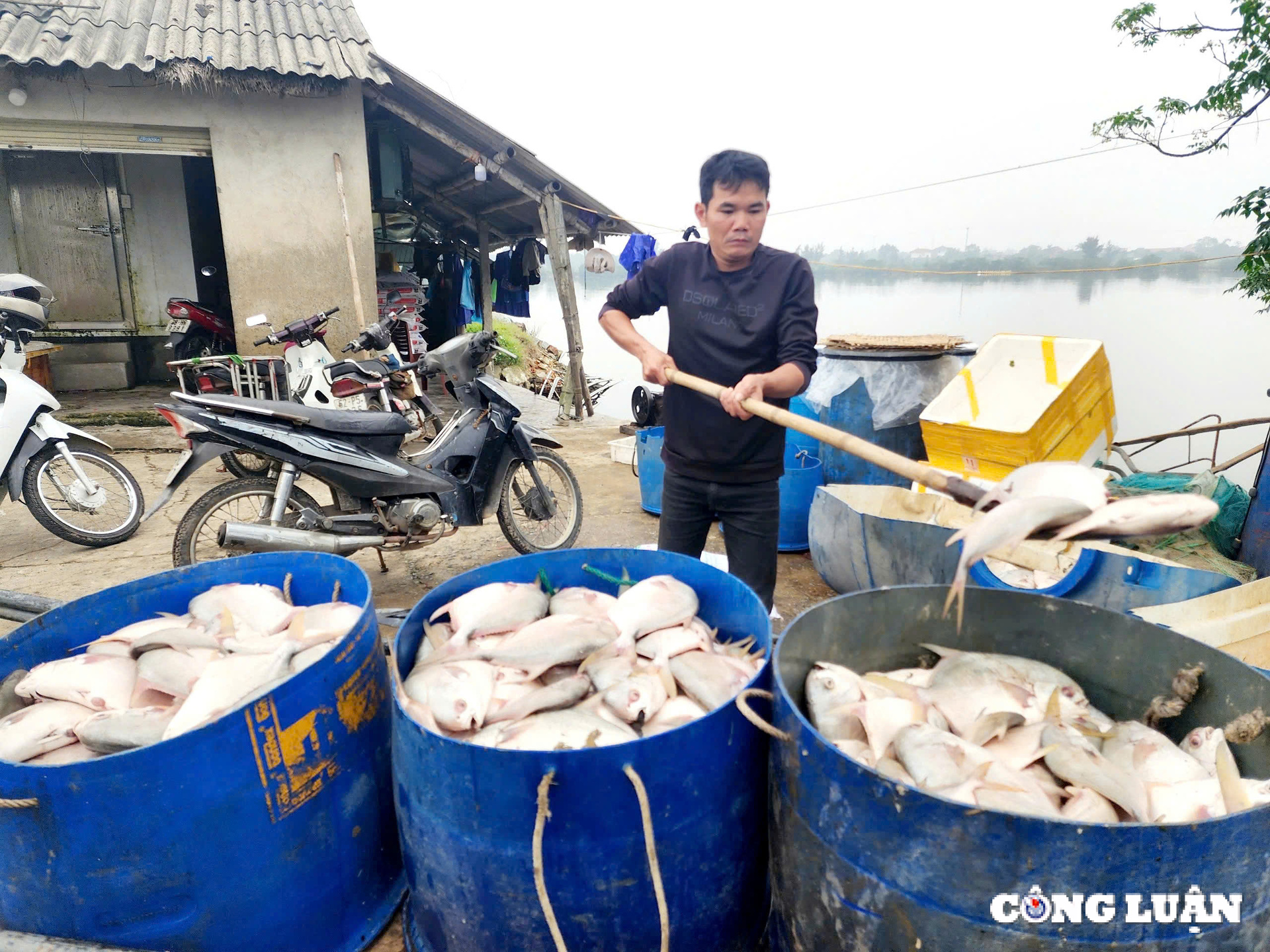 ha tinh da xac dinh nguyen nhan hang tan ca chim chet noi trang ho hinh 2