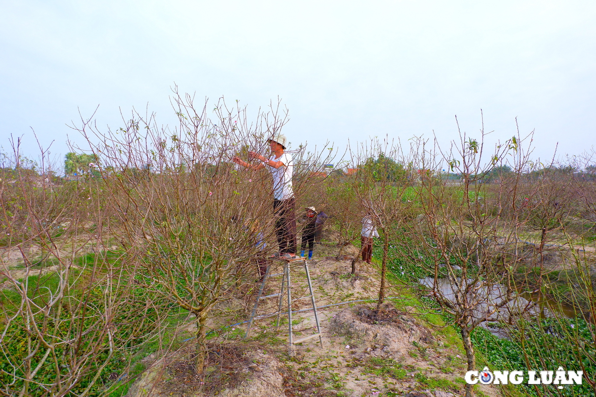 lang dao quang chinh tat bat xuong la dao chuan bi tet hinh 8