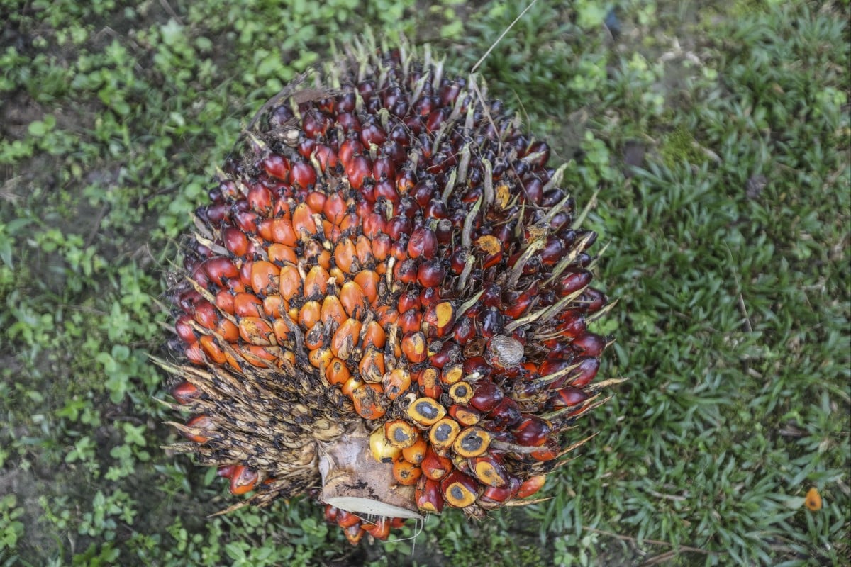 indonesia thuc hien chuyen bay dau tien su dung nhien lieu dau co hinh 1