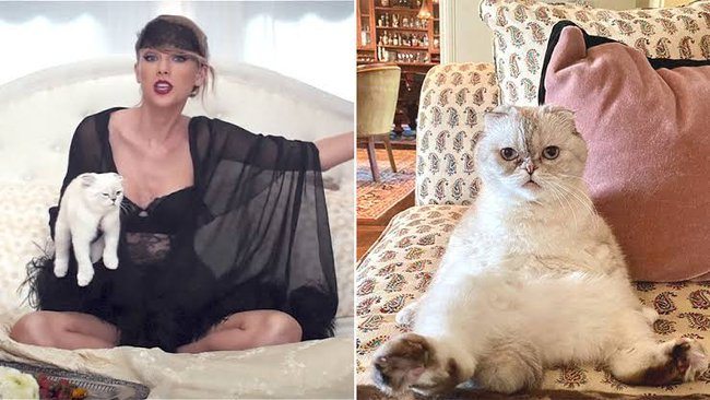 Mèo của Taylor Swift là thú cưng giàu thứ 3 thế giới