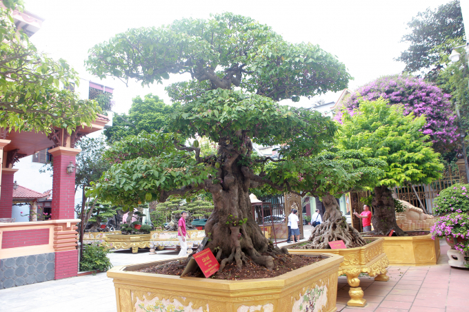 Mục sở thị khu vườn của đại gia Phú Thọ, nơi được gọi là \'một ...