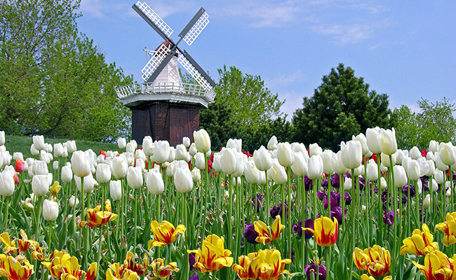 Vườn tulip rực rỡ sắc màu đang chờ đón bạn! Hình ảnh cho thấy vườn hoa tulip với hàng ngàn bông hoa khoe sắc đong đầy màu sắc, tạo ra một phong cảnh tuyệt đẹp. Hãy cùng thư giãn và tìm lại bình yên bên những cánh hoa ngát hương này!