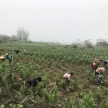 Hà Giang: Mưa đá làm thiệt hại hàng trăm hecta cây rau màu