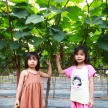 Trải nghiệm vườn nho hạ đen trĩu quả ở ngoại thành Hà Nội